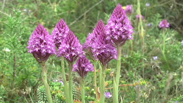 Málta