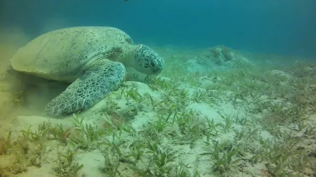 Marsa Alam