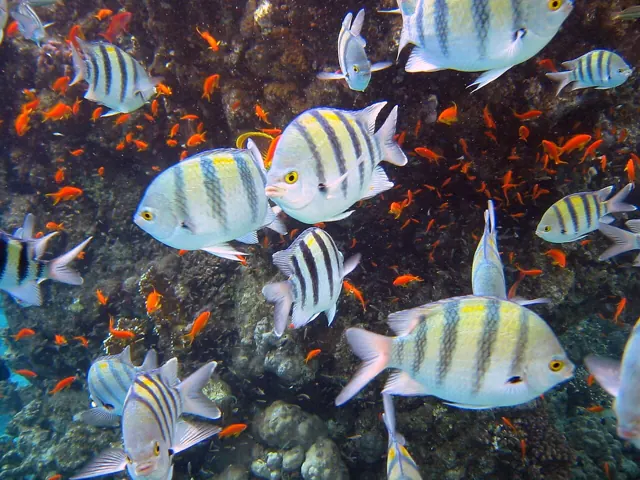 Sharm El Sheikh